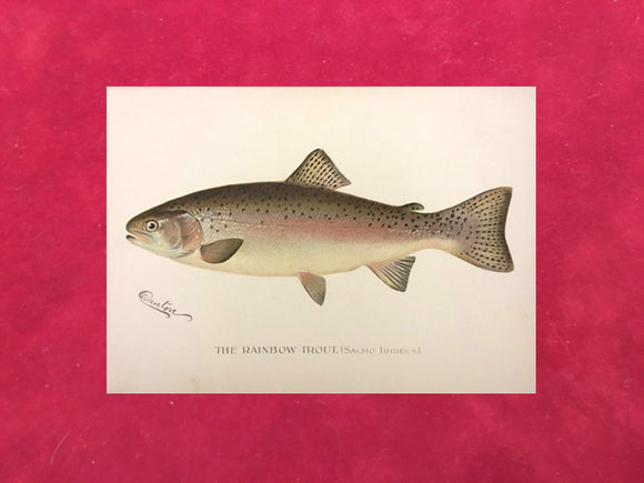 The Rainbow Trout by Sherman Foote Denton 1896