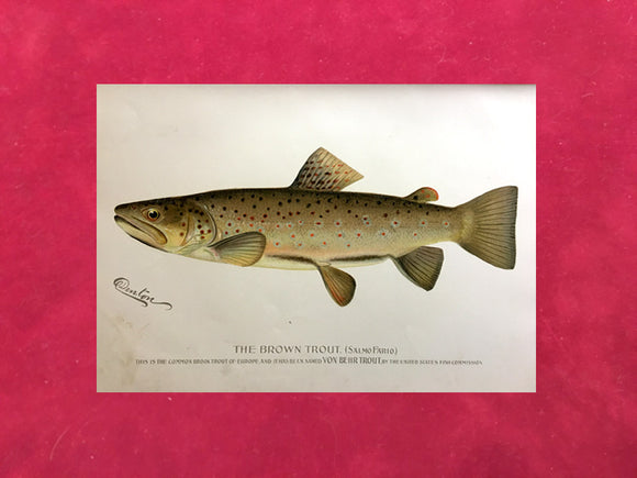 The Brown Trout by Sherman Foote Denton 1896