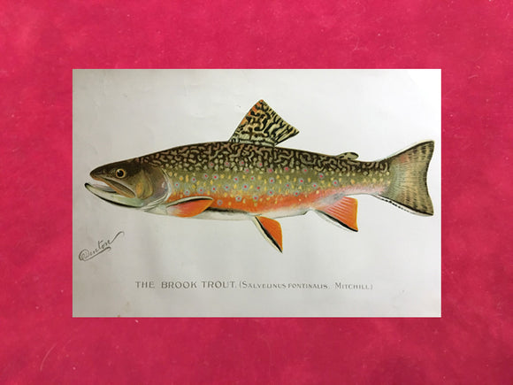 The Brook Trout by Sherman Foote Denton 1896