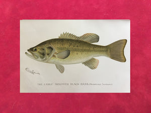 The Large Mouth Black Bass by Sherman Foote Denton 1896