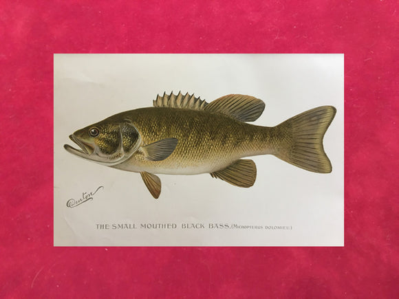 The Small Mouth Black Bass by Sherman Foote Denton 1896